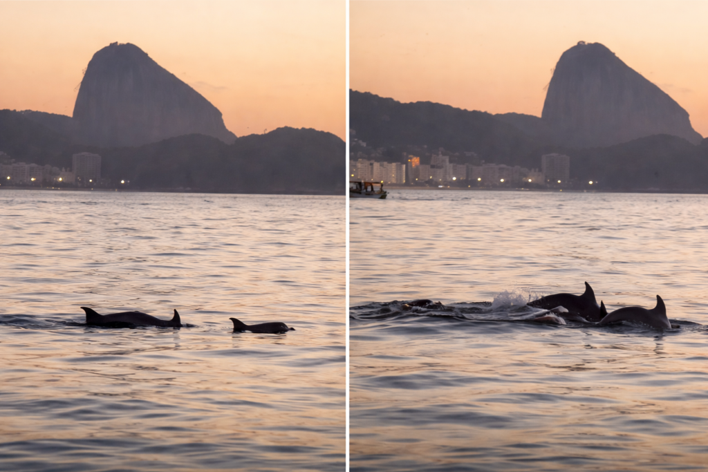 Golfinhos são avistados no Arpoador e encantam frequentadores da praia