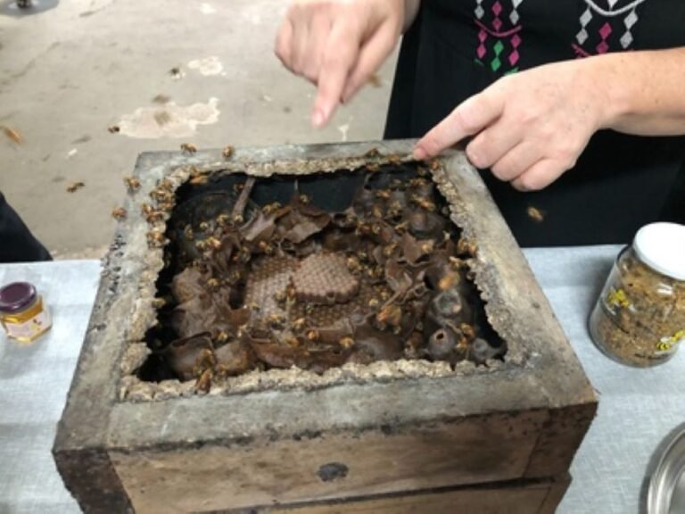 Inpa e Ufam promovem congresso de meliponicultura com foco em ciência, conservação e negócios