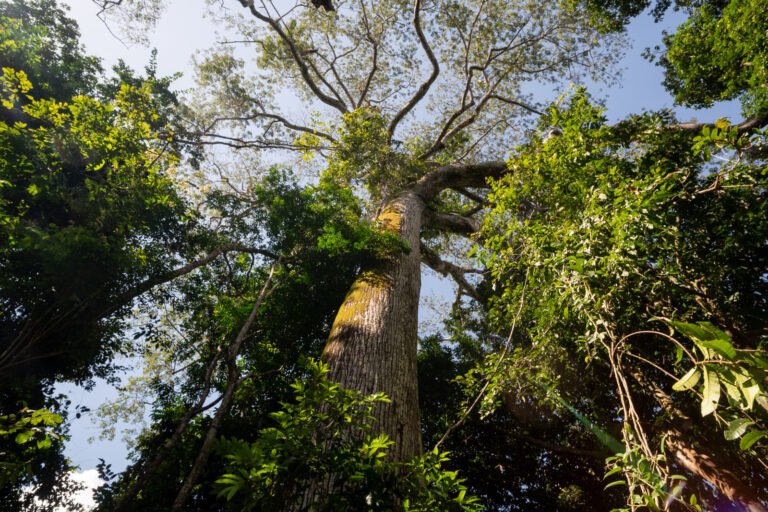 Ações ambientais ajudam a conservar 11 milhões de hectares na Amazônia