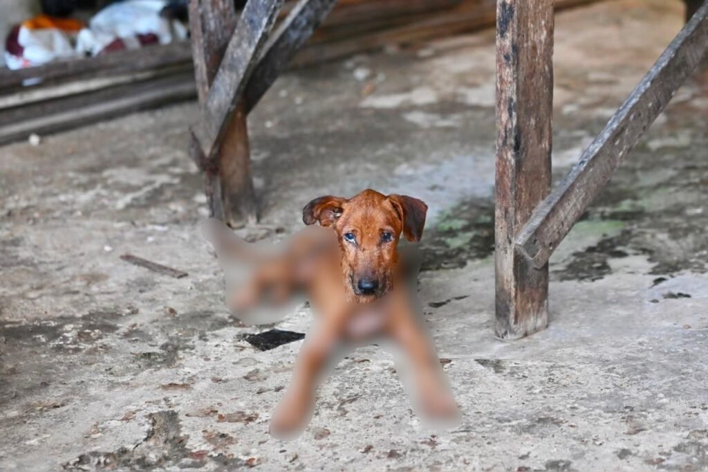 No Alvorada, homem é preso em flagrante por maus-tratos contra cães