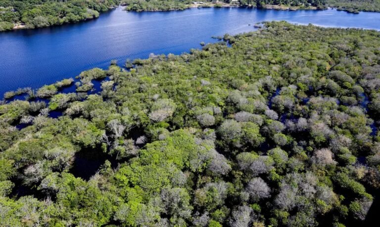 Alertas de desmatamento na Amazônia recuam 35% em junho, aponta Inpe