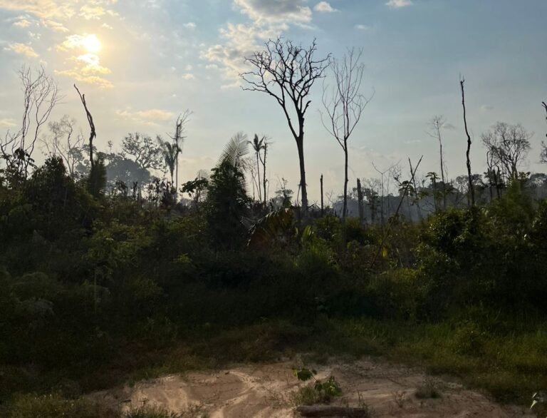 MPAM processa pai e filho por incêndios que atingiram quase 800 hectares em Manicoré.