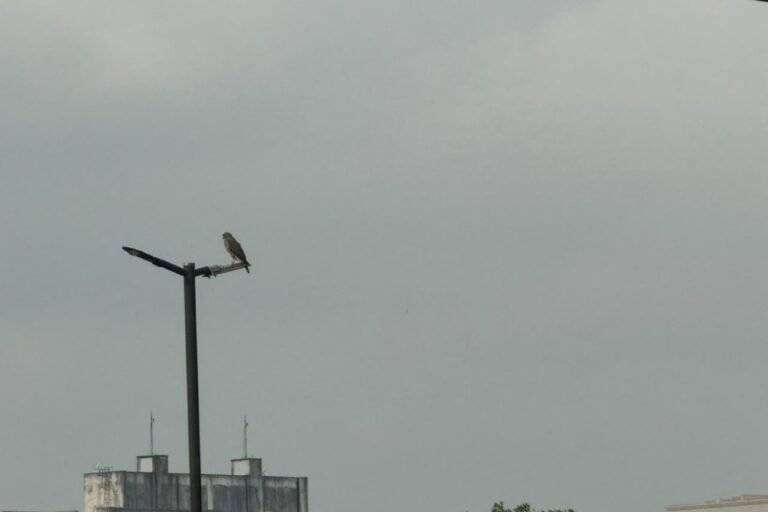 Manaus amanhece coberta por fumaça e qualidade do ar chega a nível ruim