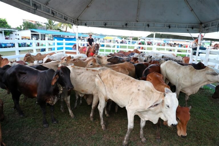 Agropecuária ocupa 30,5% dos territórios próximos a áreas protegidas na Amazônia