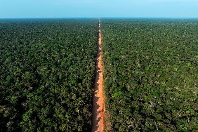 BR-319 mantém 86% de vegetação nativa em seu entorno, aponta estudo