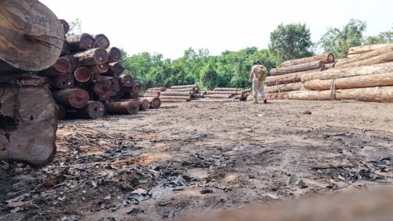 Manicoré apreende 800 metros cúbicos de madeira ilegal e identifica desmatamento de 30 hectares