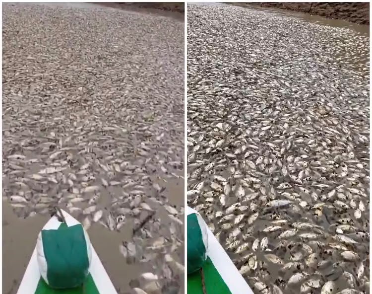Seca no Solimões provoca morte de peixes e dificulta acesso à água potável em Manacapuru