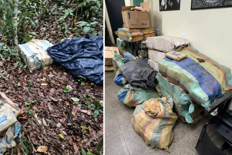 Polícia apreende 1,3 tonelada de maconha em sítio de Novo Airão