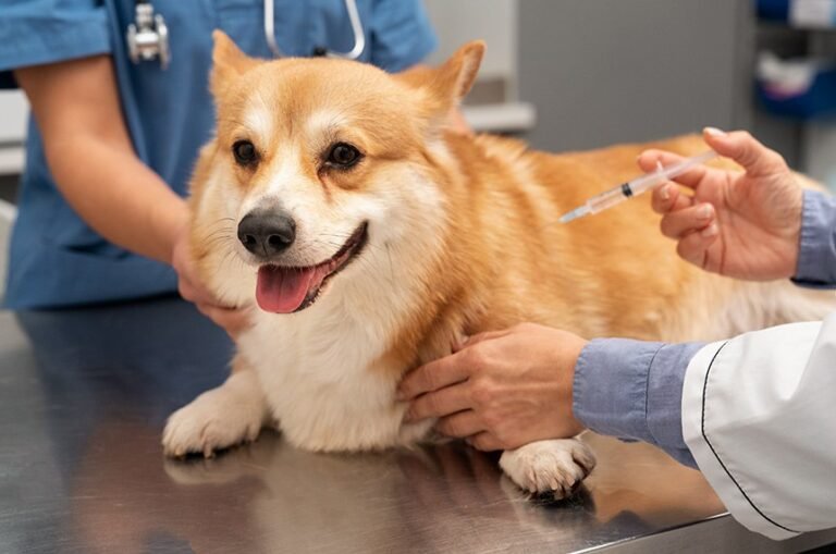 Projeto prevê dedução de até R$ 2,2 mil no IR para gastos veterinários